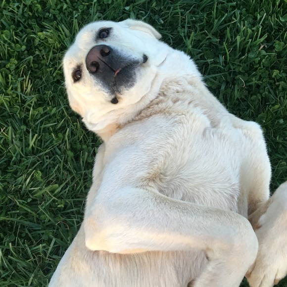 Meet your Posher, Audrey - Picture 4 of 14